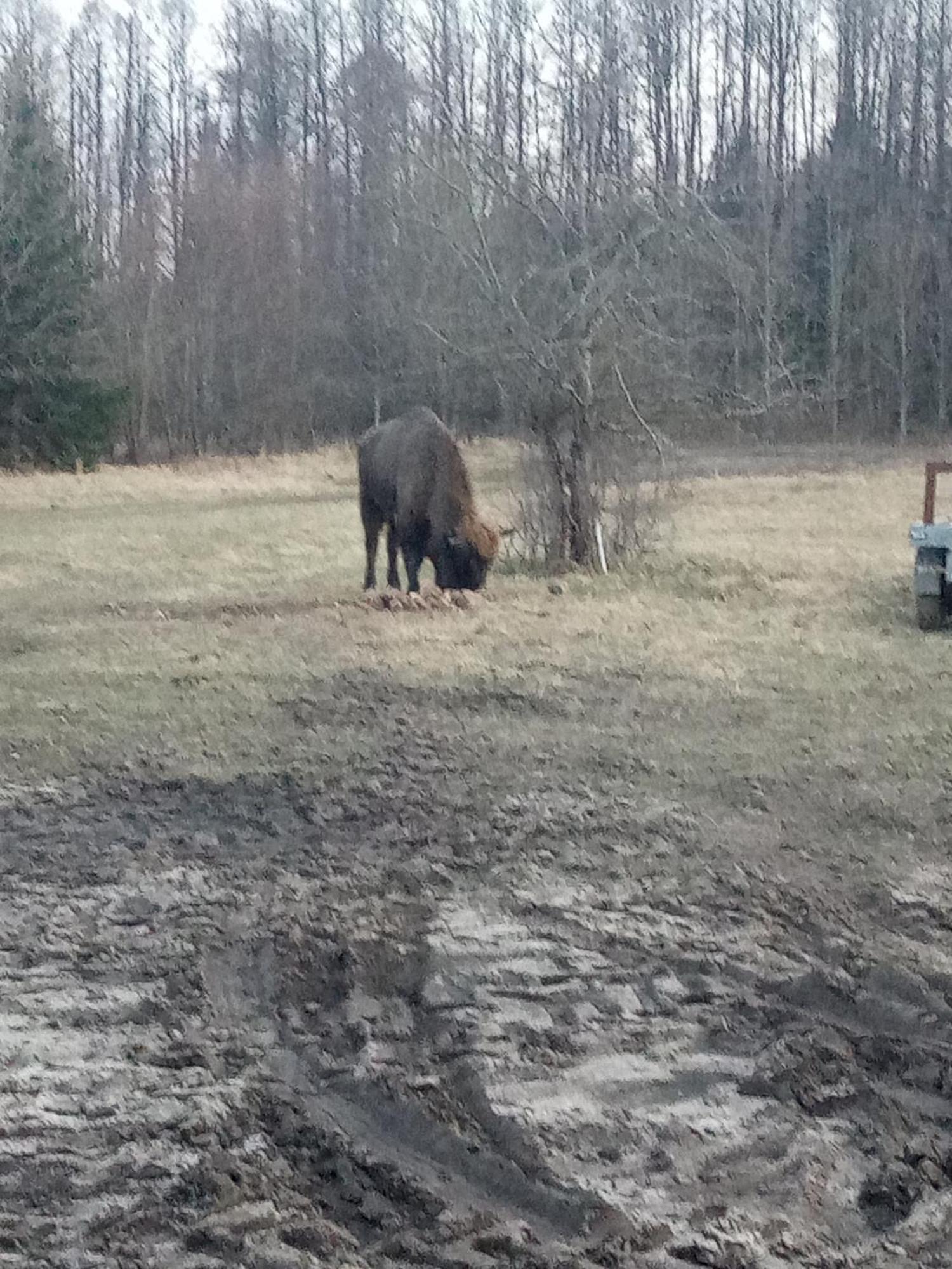 Farm stay Szumi Bialowieza